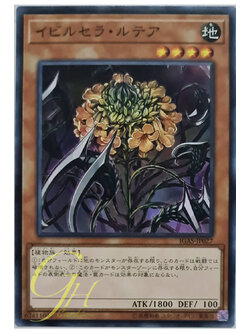 [IGAS-JP027] Ibicella Lutea (Common)