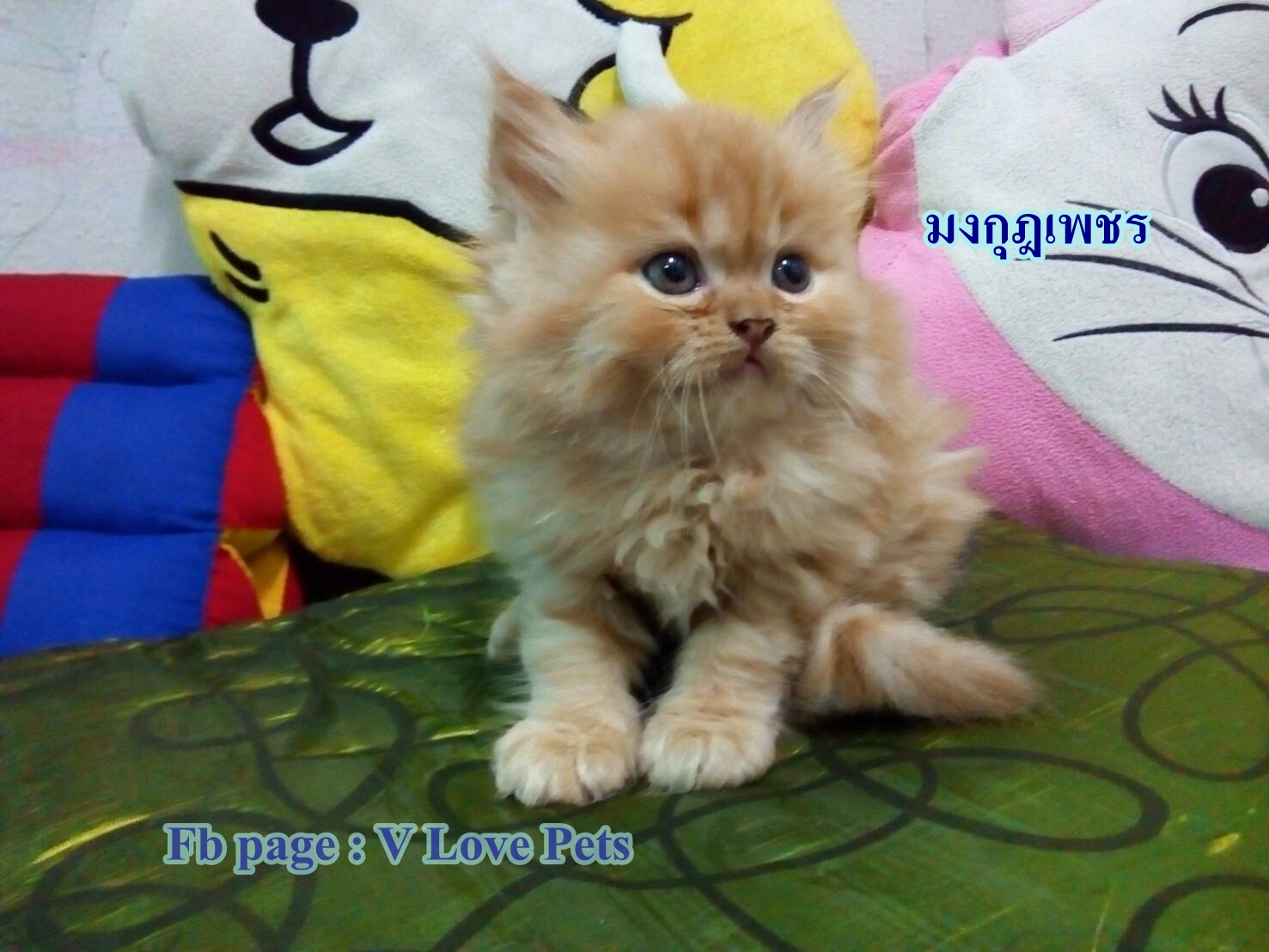 น้องแมวเปอร์เซียแท้ สีส้ม Name มงกุฎเพชร