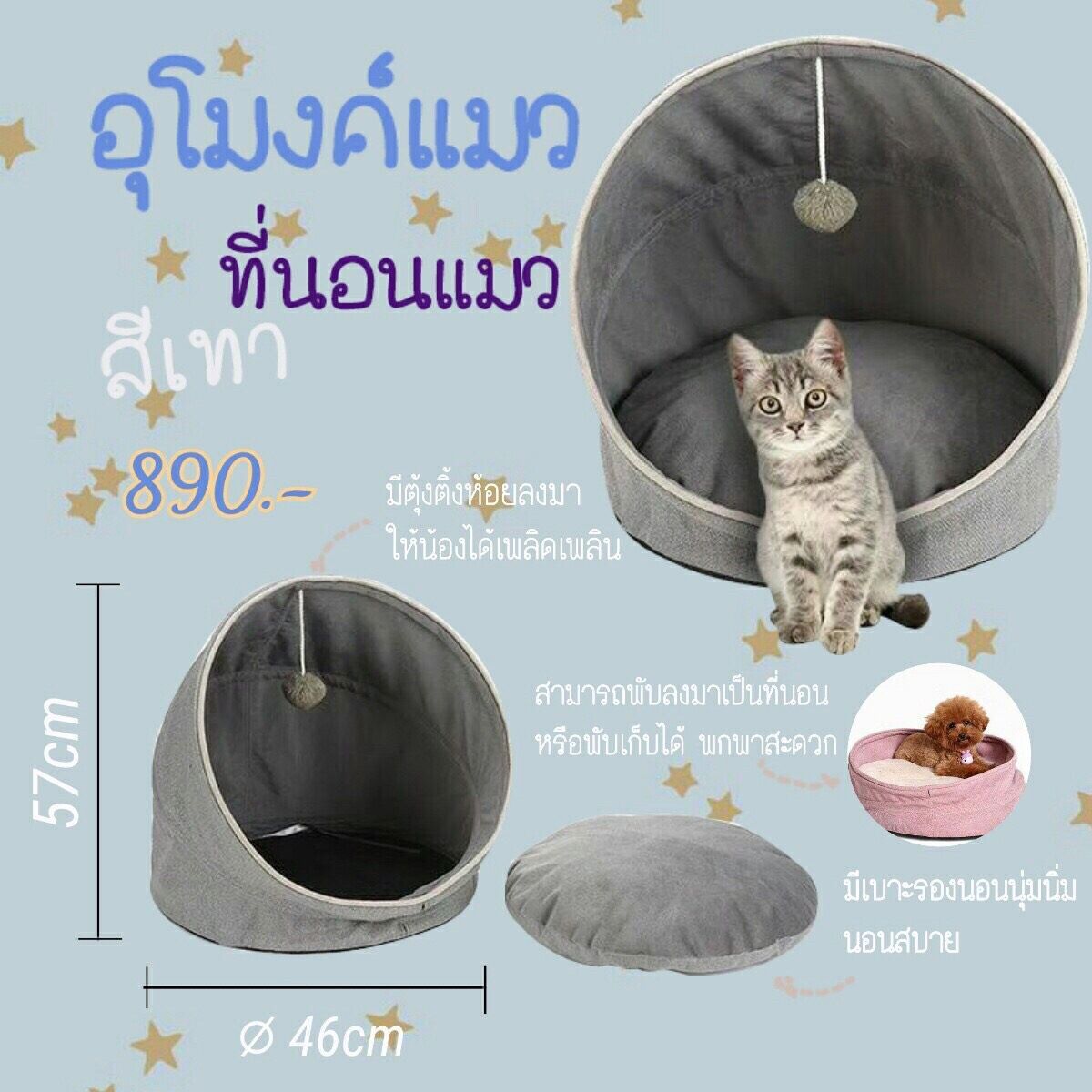 อุโมงค์แมว