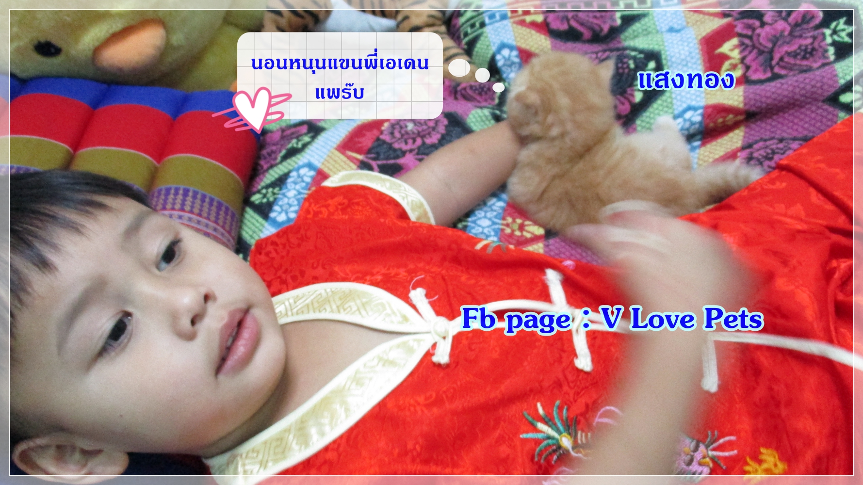 เปิดจอง "น้องแมวเปอร์เซีย ผู้ชาย สีส้ม Red Tabby"