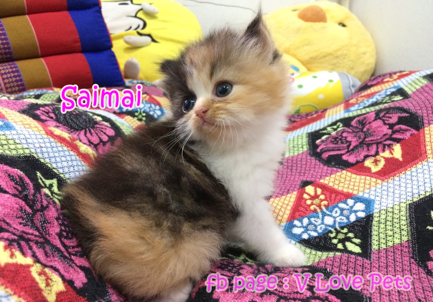 น้องแมวเปอร์เซีย ผู้หญิง