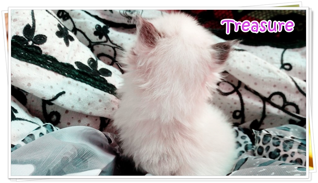 น้องแมวเปอร์เซียน่ารัก