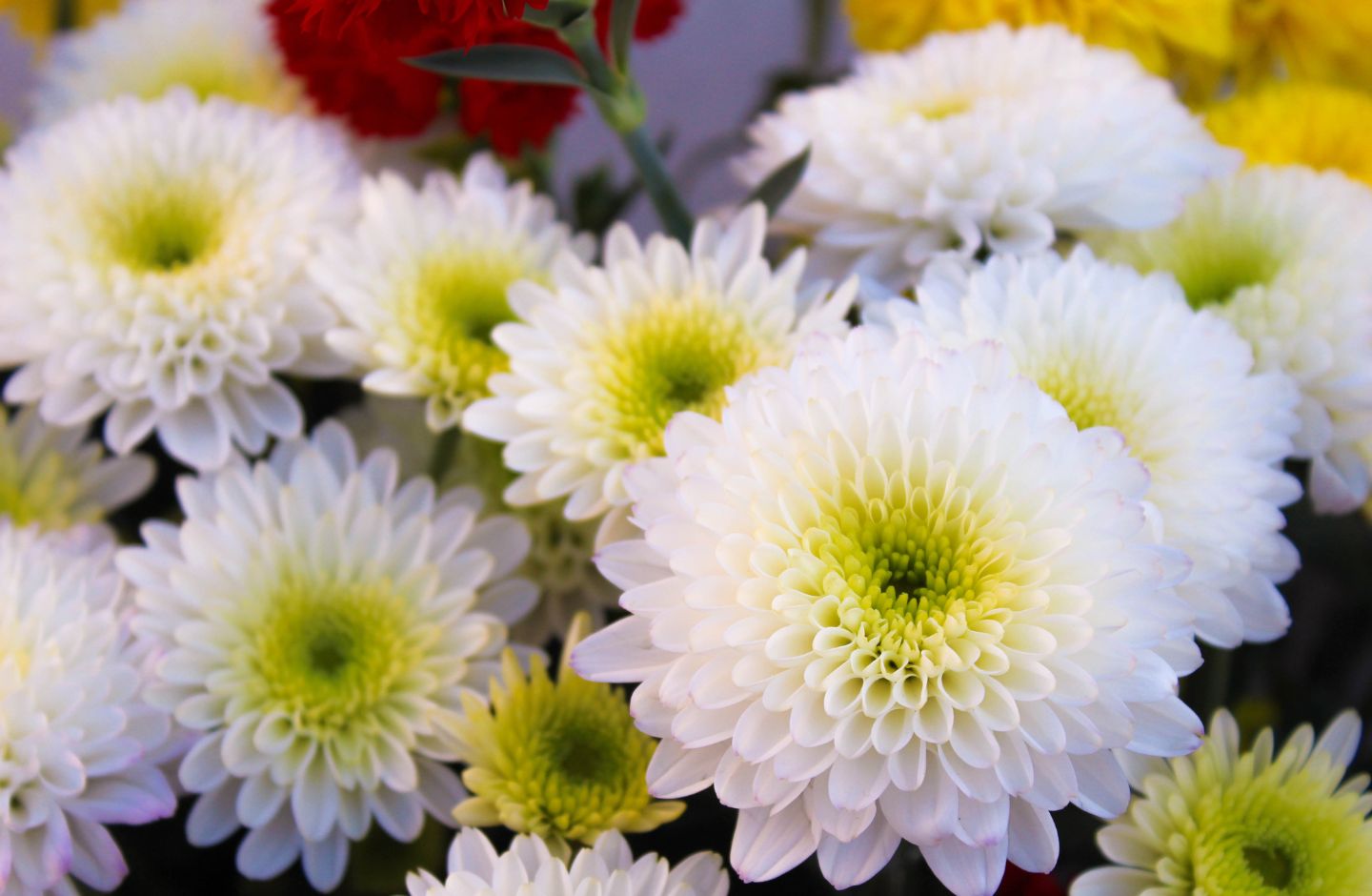 ดอกไม้ประดิษฐ์ เบญจมาศ