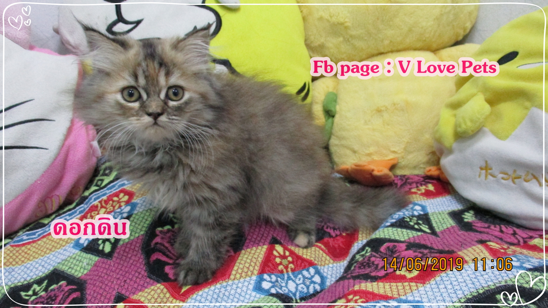 น้องดอกดิน