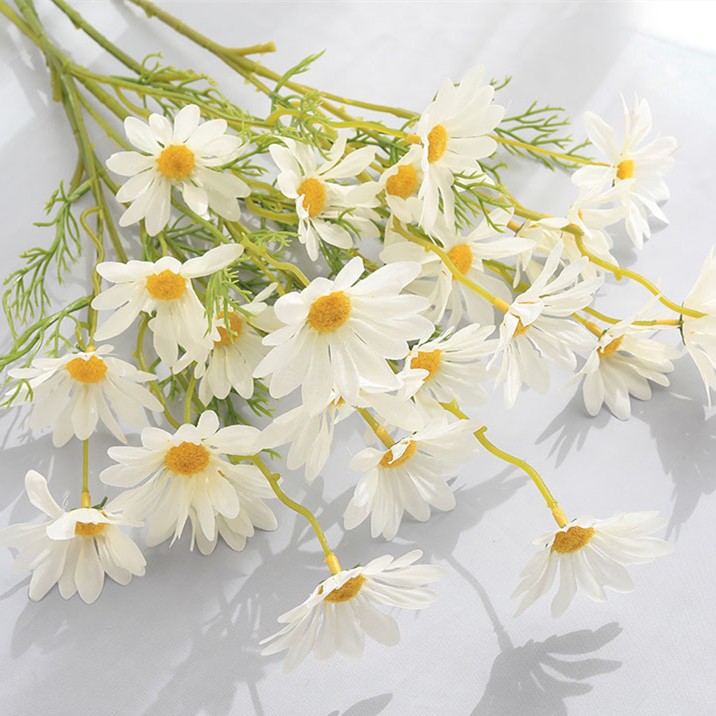 ดอกเดซี่