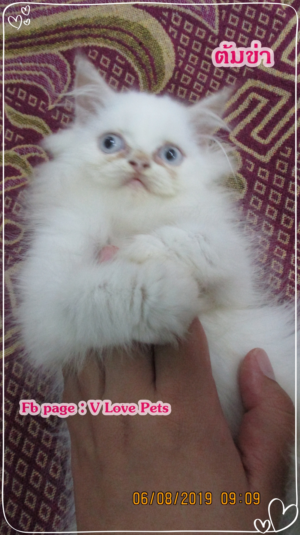 น้องต้มข่า