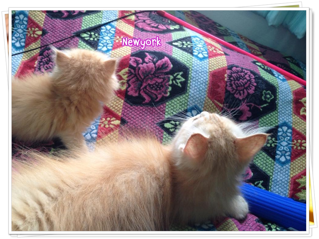 น้องแมวเปอร์เซียหน้าตุ๊กตา