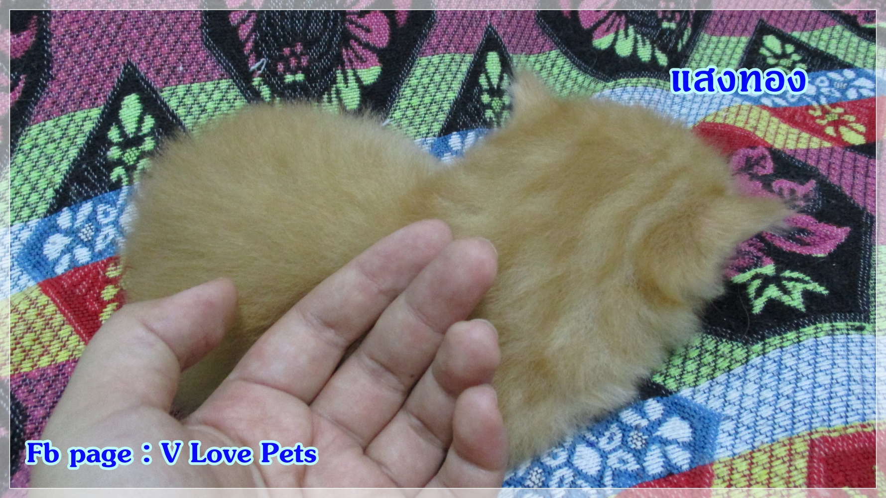 เปิดจอง "น้องแมวเปอร์เซีย ผู้ชาย สีส้ม Red Tabby"