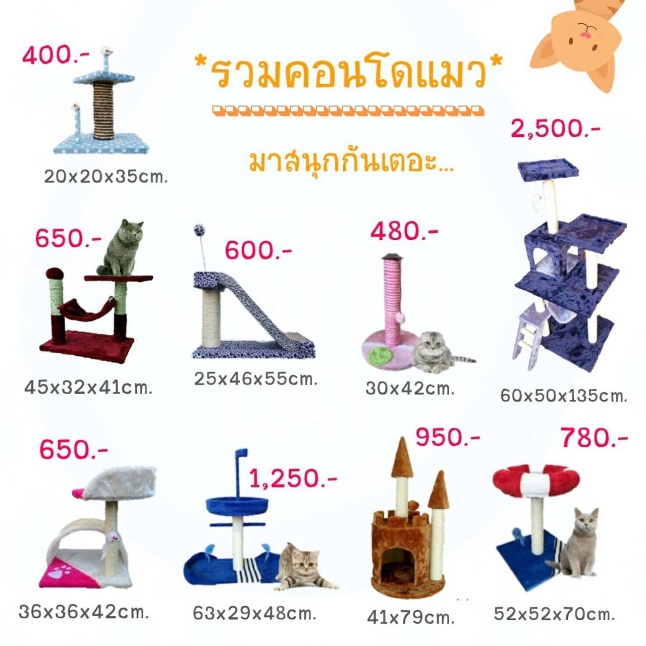 คอนโดน้องแมว หลากหลายรูปแบบ