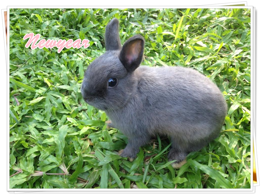 แก๊ง Netherland Dwarf กระต่ายพันธุ์เล็ก