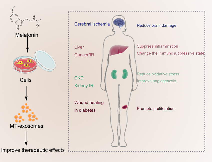 MT EXOXOMES Improve the therapeutic effect of MT-exosomes anti-inflammatory and antioxidant ,Brain, Liver and Kidney , Liver Cancer , Wound Healing in Diabetes
