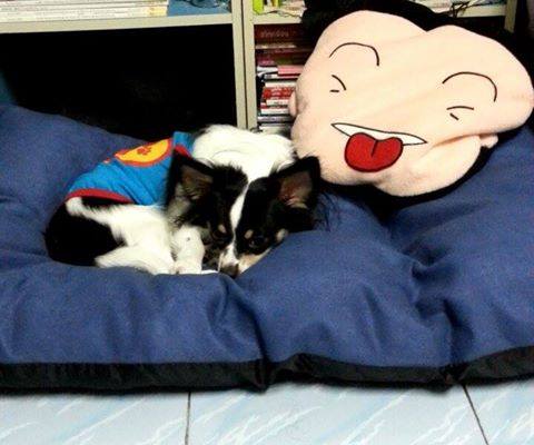 ที่นอนสัตว์เลี้ยง