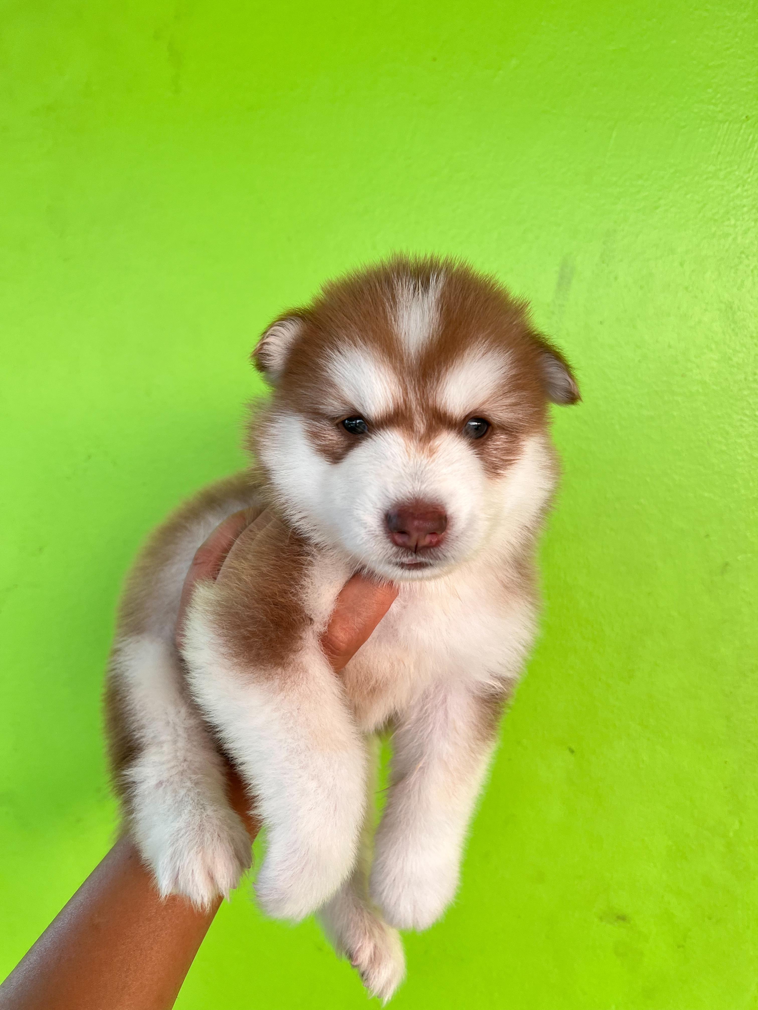 น้องไซบีเรียน หญิง โคราช