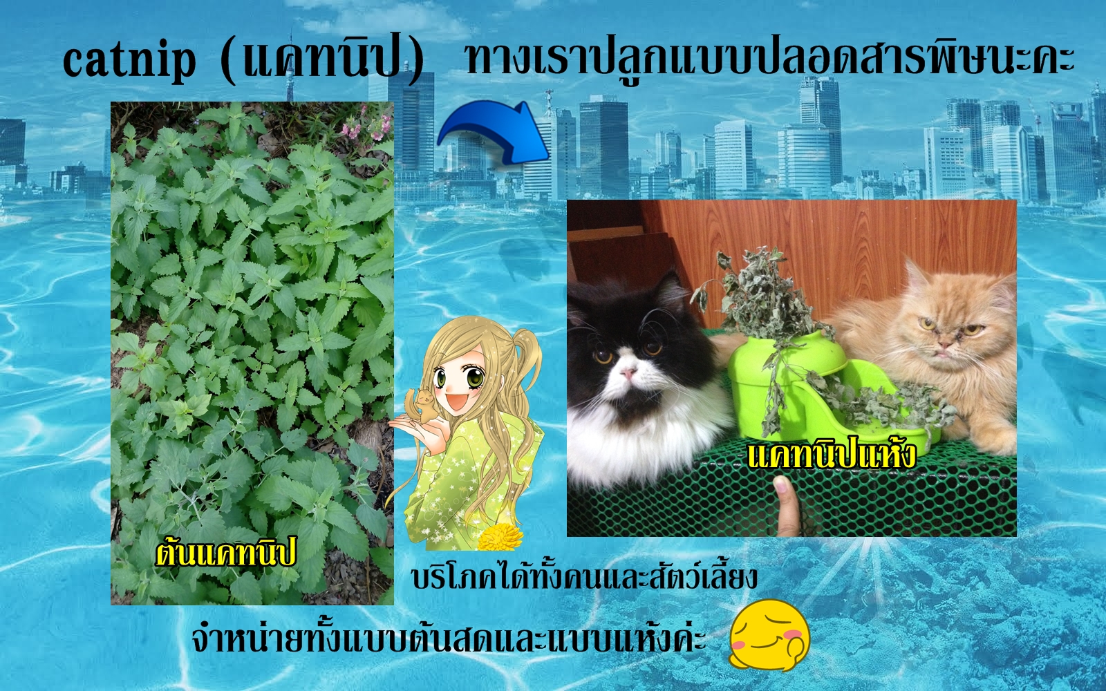 แคทนิปแห้ง (catnip) สมุนไพรฟิน ๆ สำหรับเจ้าเหมียว