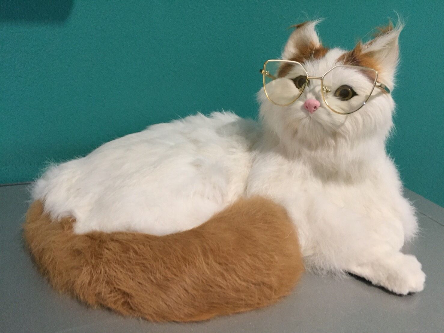 แว่นตาสำหรับสัตว์เลี้ยง