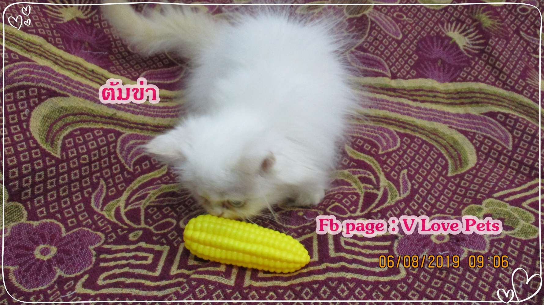 น้องต้มข่า