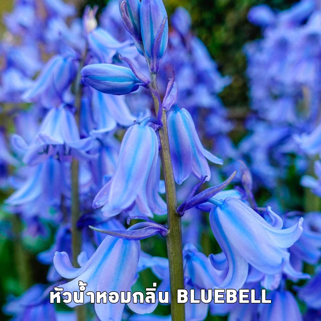 🌈8766 หัวน้ำหอมกลิ่น BLUEBELL
