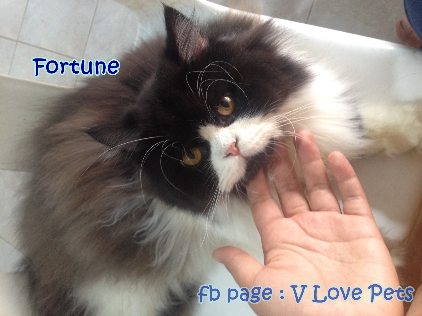 น้องแมวเปอร์เซียน่ารัก