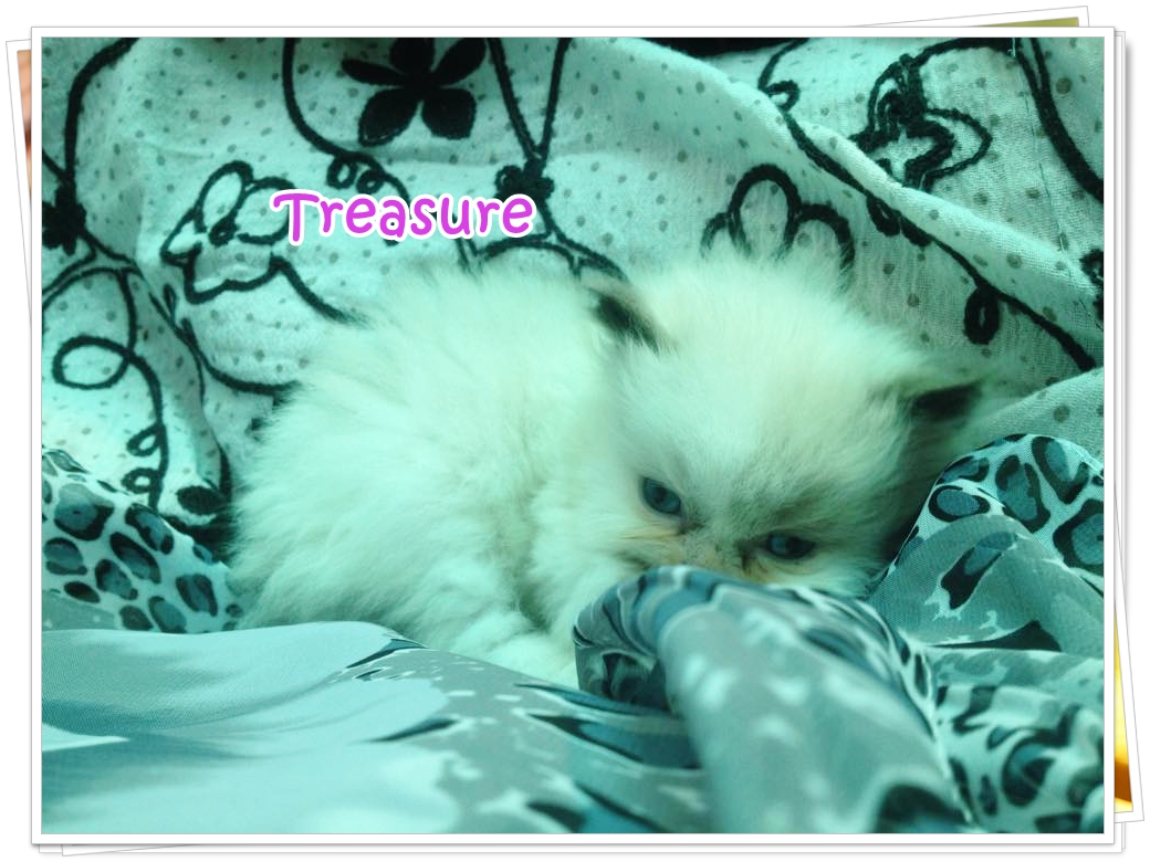 น้องแมวเปอร์เซียน่ารัก