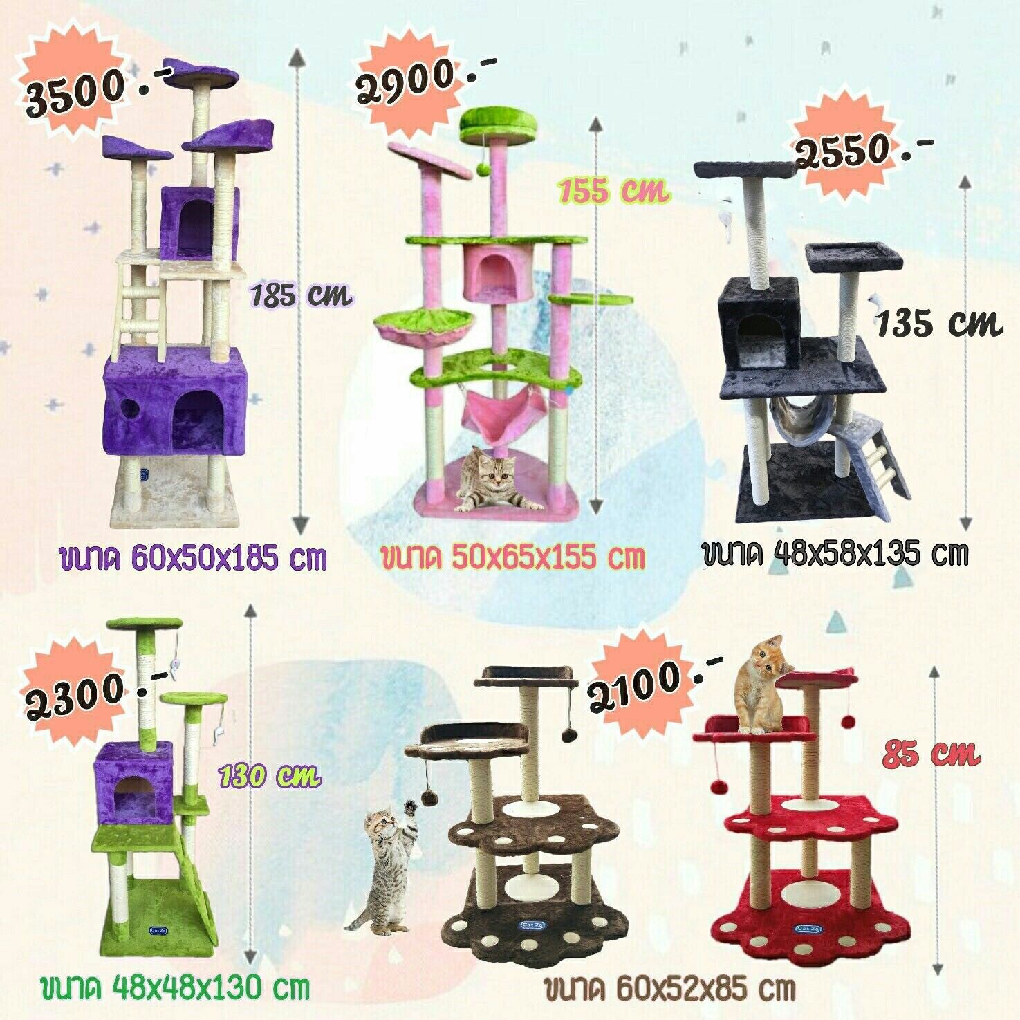 คอนโดแมว มาแล้วจ้า