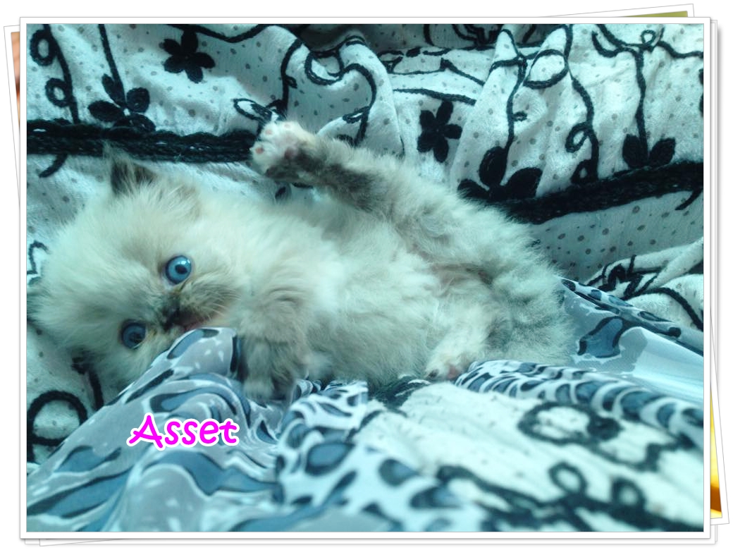 น้องแมวเปอร์เซียน่ารัก