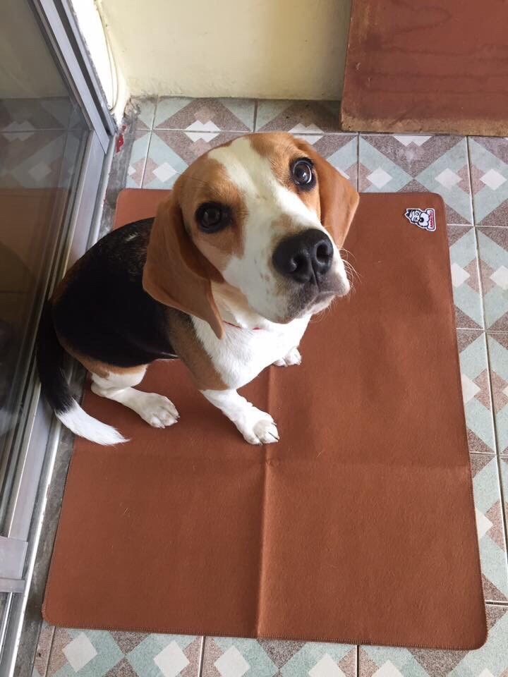 แผ่นรองฉี่น้องหมา แบบซักได้