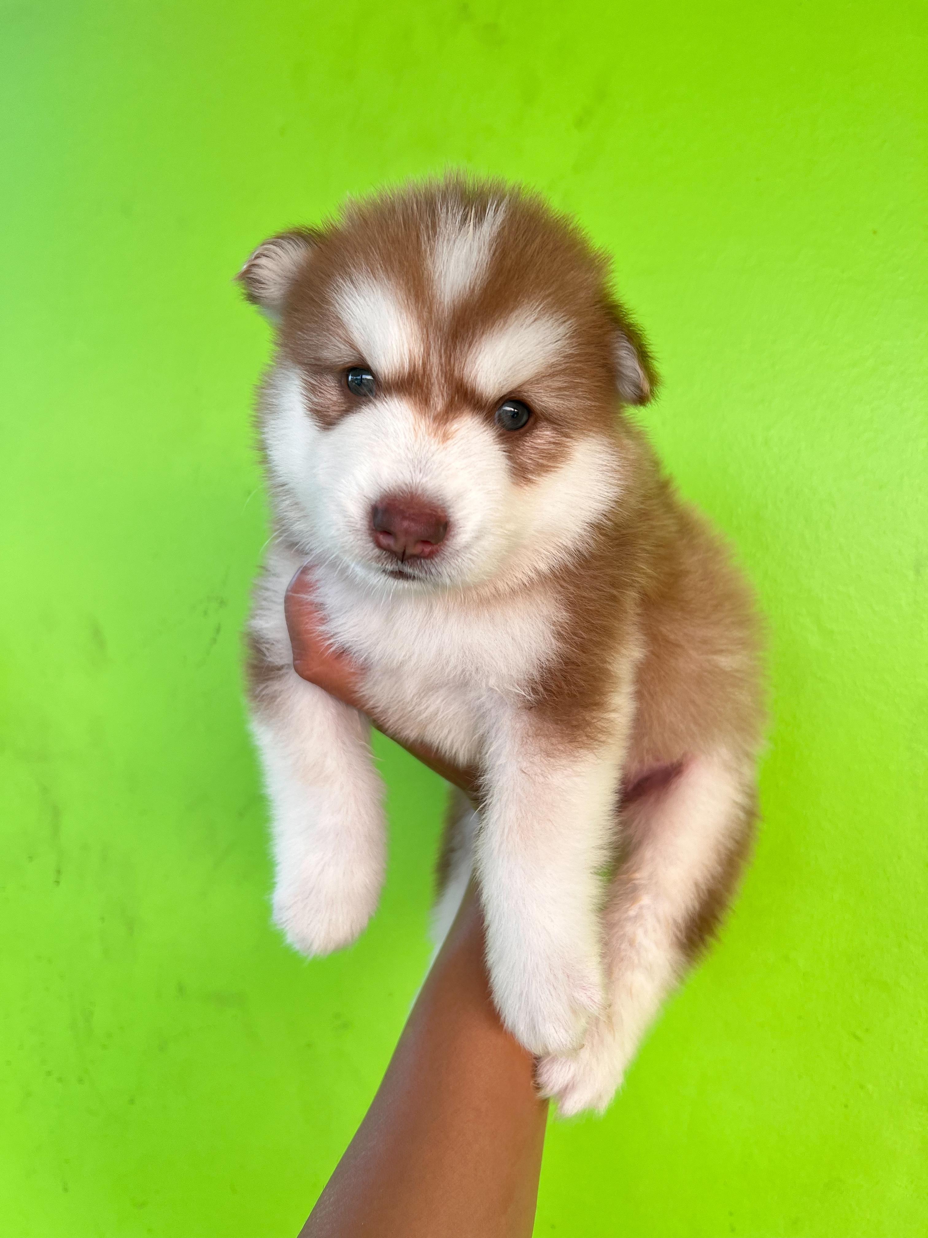 น้องไซบีเรียน หญิง โคราช