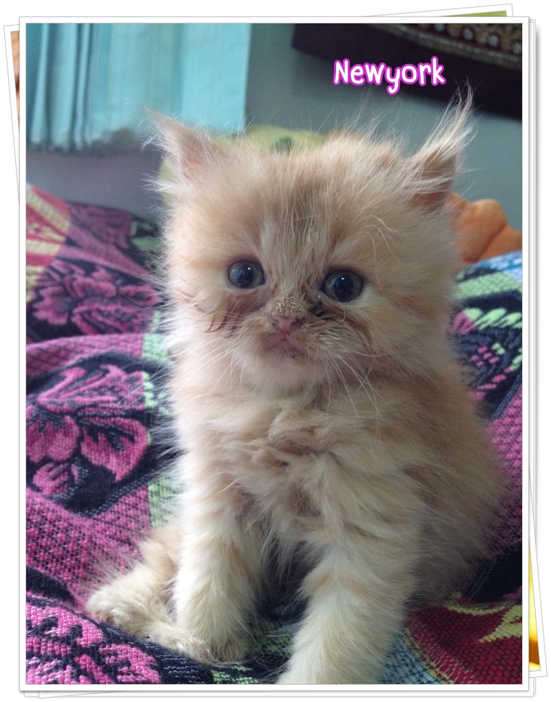 น้องแมวเปอร์เซียหน้าตุ๊กตา