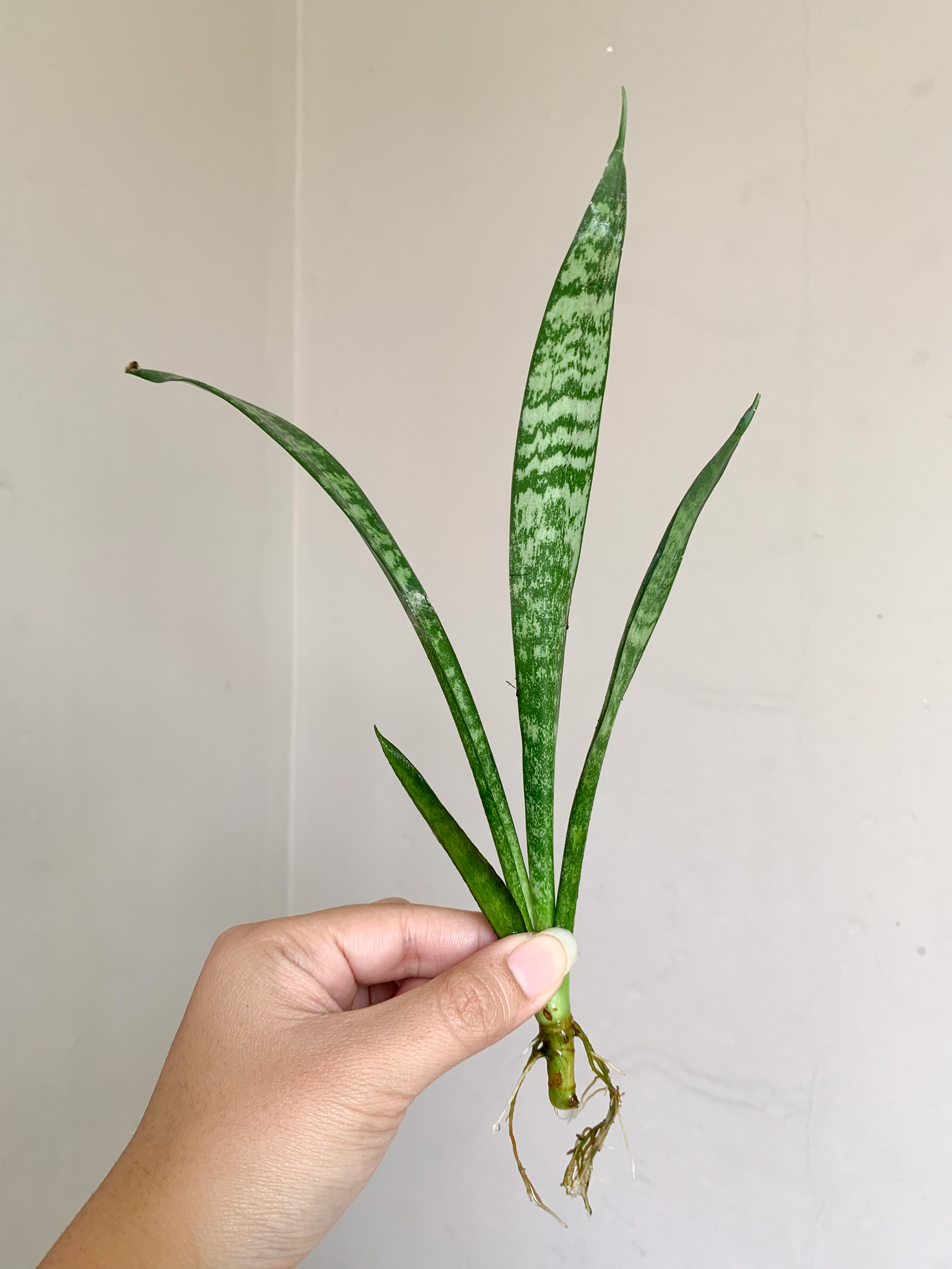 ลิ้นมังกรต้นเล็ก