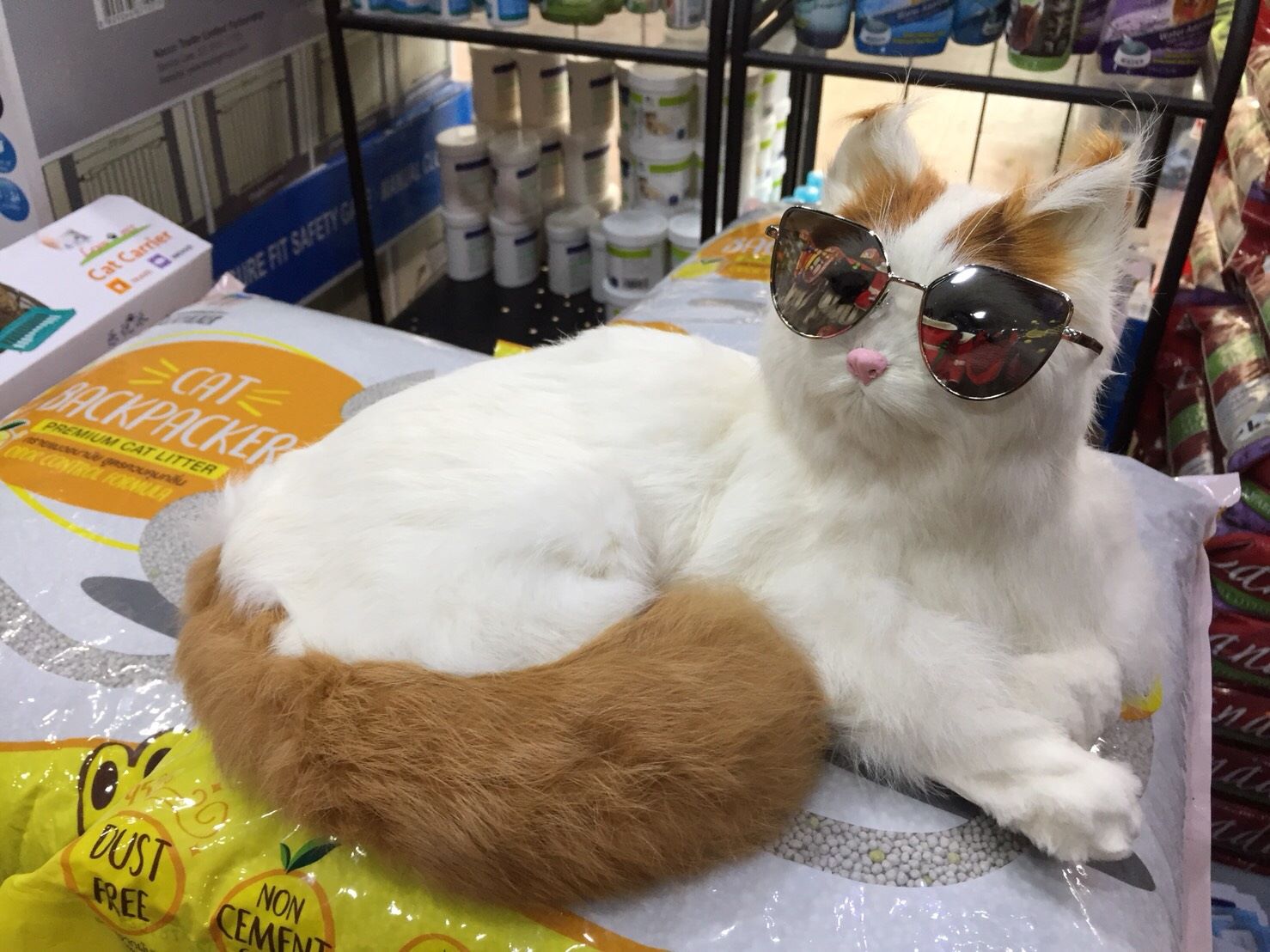 แว่นตาสำหรับสัตว์เลี้ยง