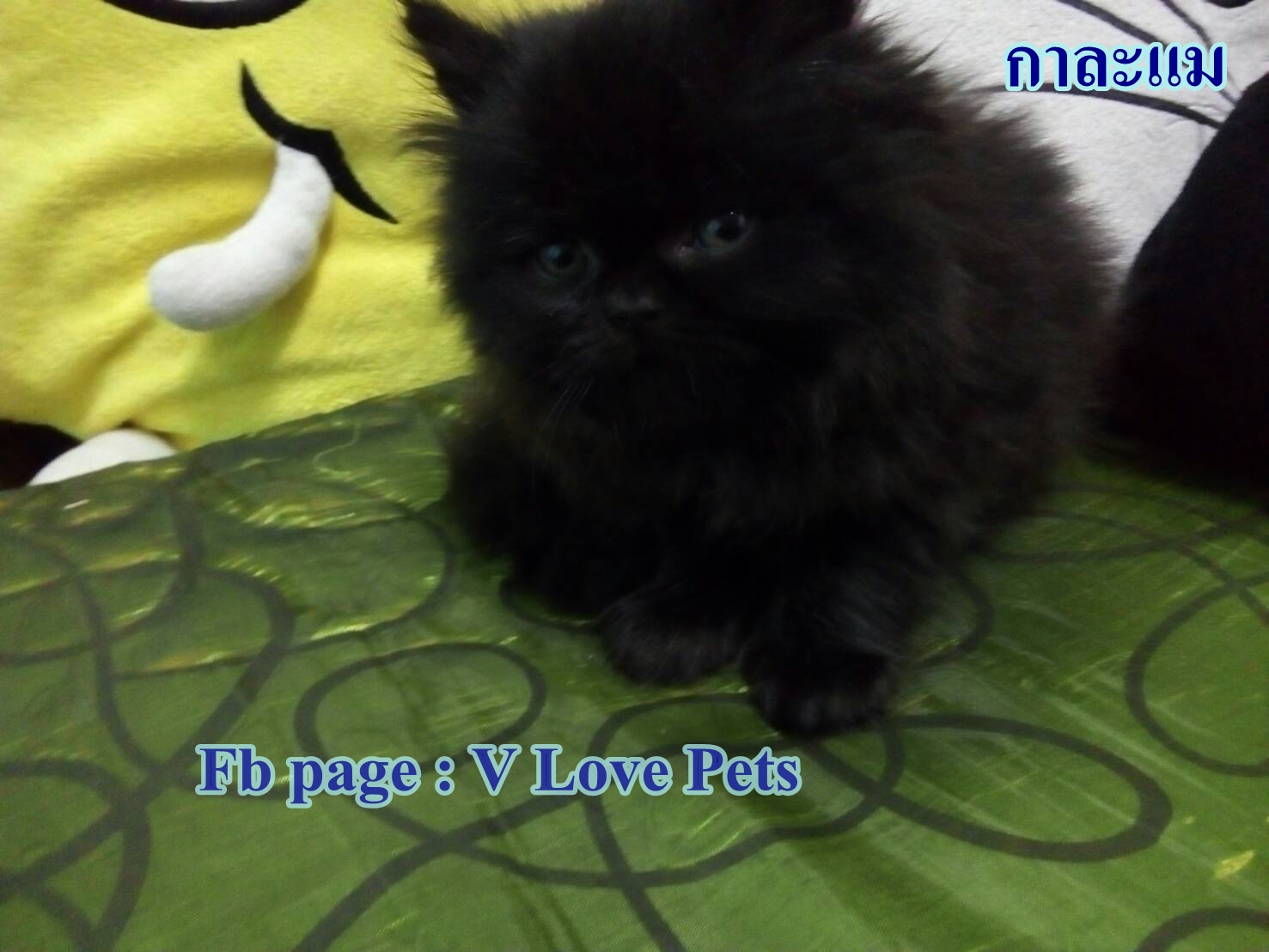 น้องแมวเปอร์เซียแท้ สีดำ Name กาละแม