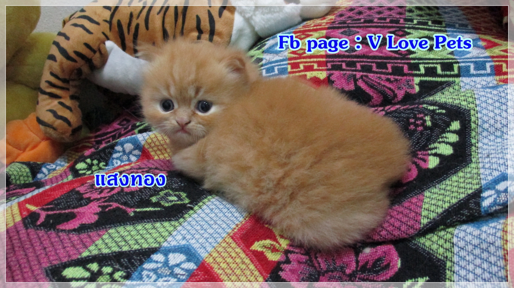 เปิดจอง "น้องแมวเปอร์เซีย ผู้ชาย สีส้ม Red Tabby"