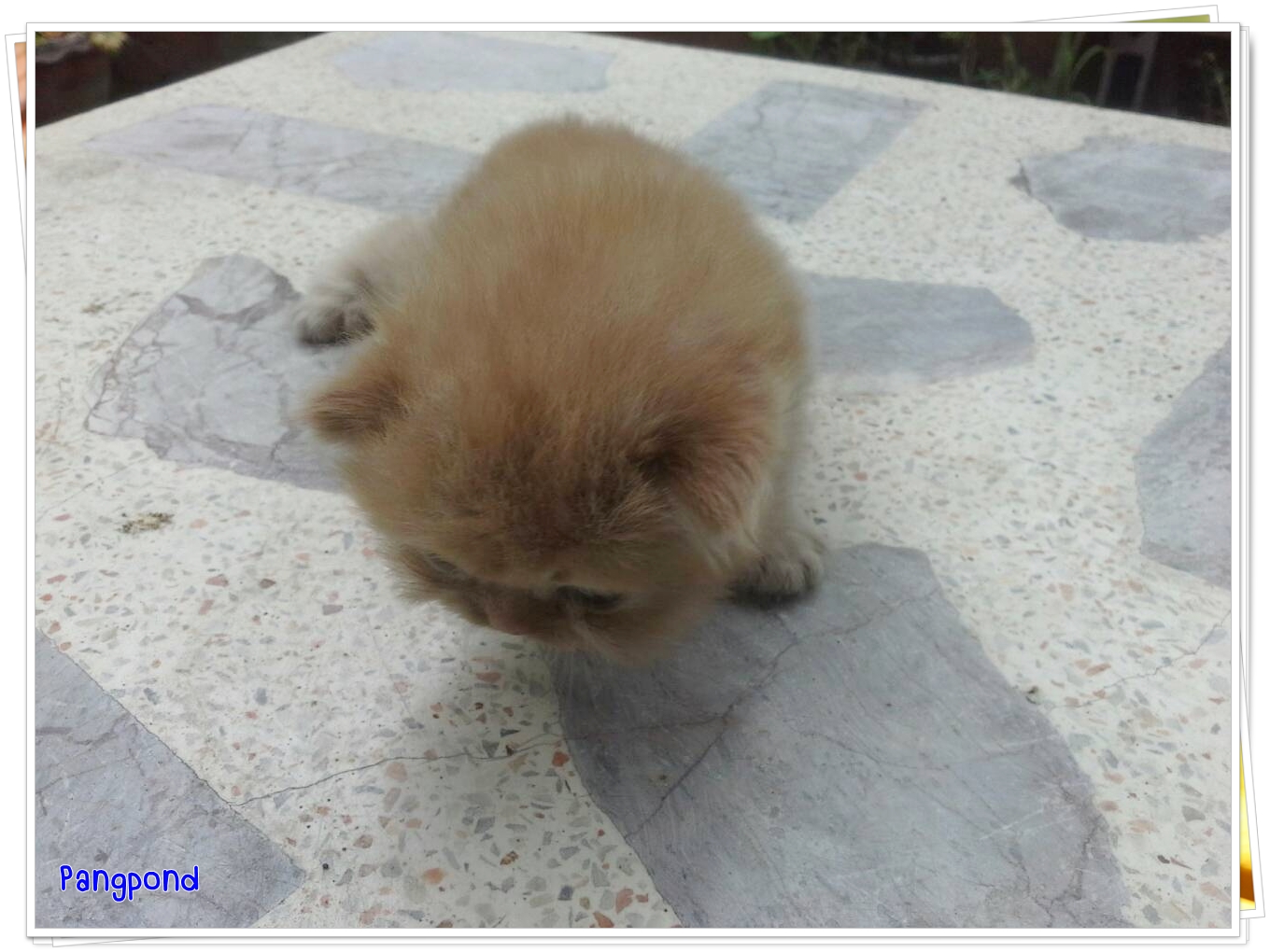 น้องแมวเปอร์เซียหน้าแบน