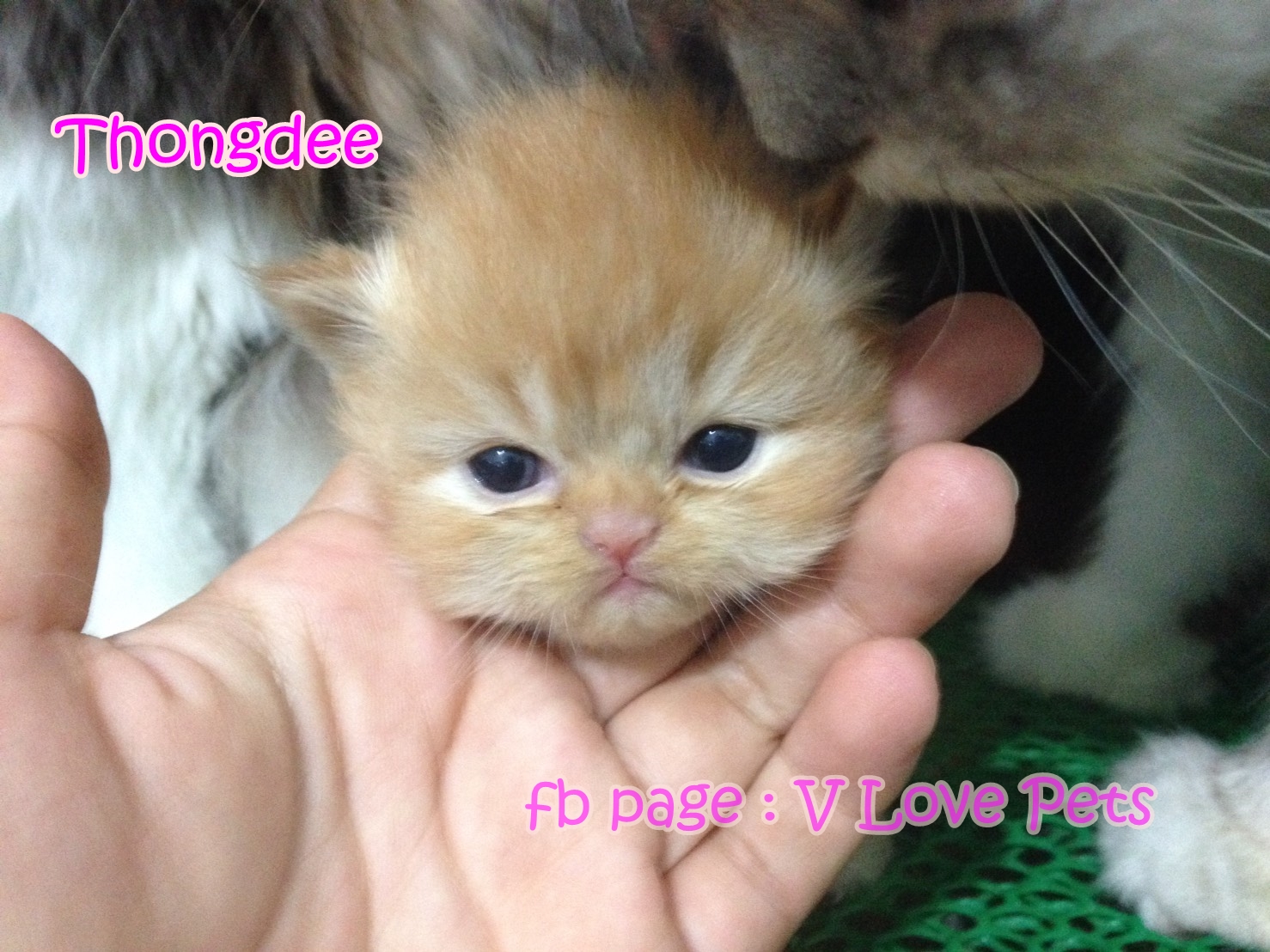 น้องแมวเปอร์เซียน่ารัก