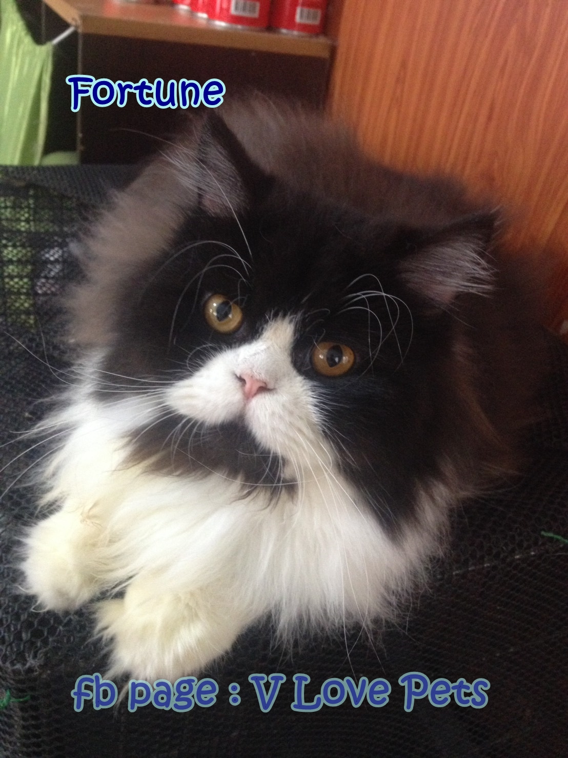 น้องแมวเปอร์เซียน่ารัก