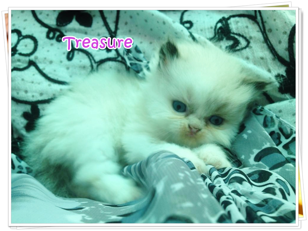 น้องแมวเปอร์เซียน่ารัก