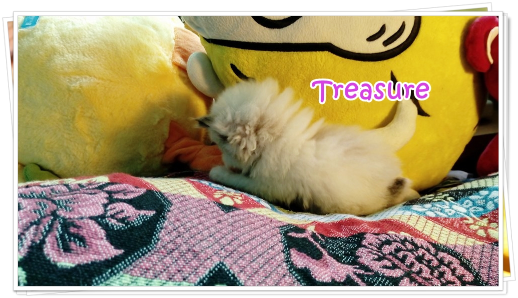 น้องแมวเปอร์เซียน่ารัก