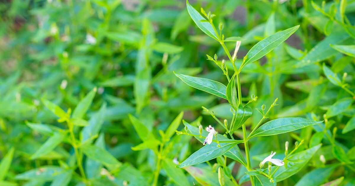 ✨ 9838 Fa ta lai chone : สารสกัดฟ้าทะลายโจร (ผง)