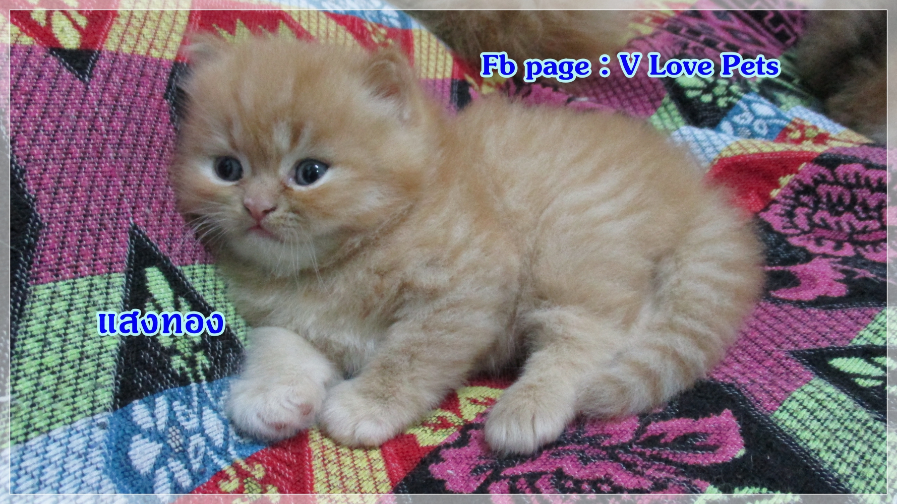 เปิดจอง "น้องแมวเปอร์เซีย ผู้ชาย สีส้ม Red Tabby"