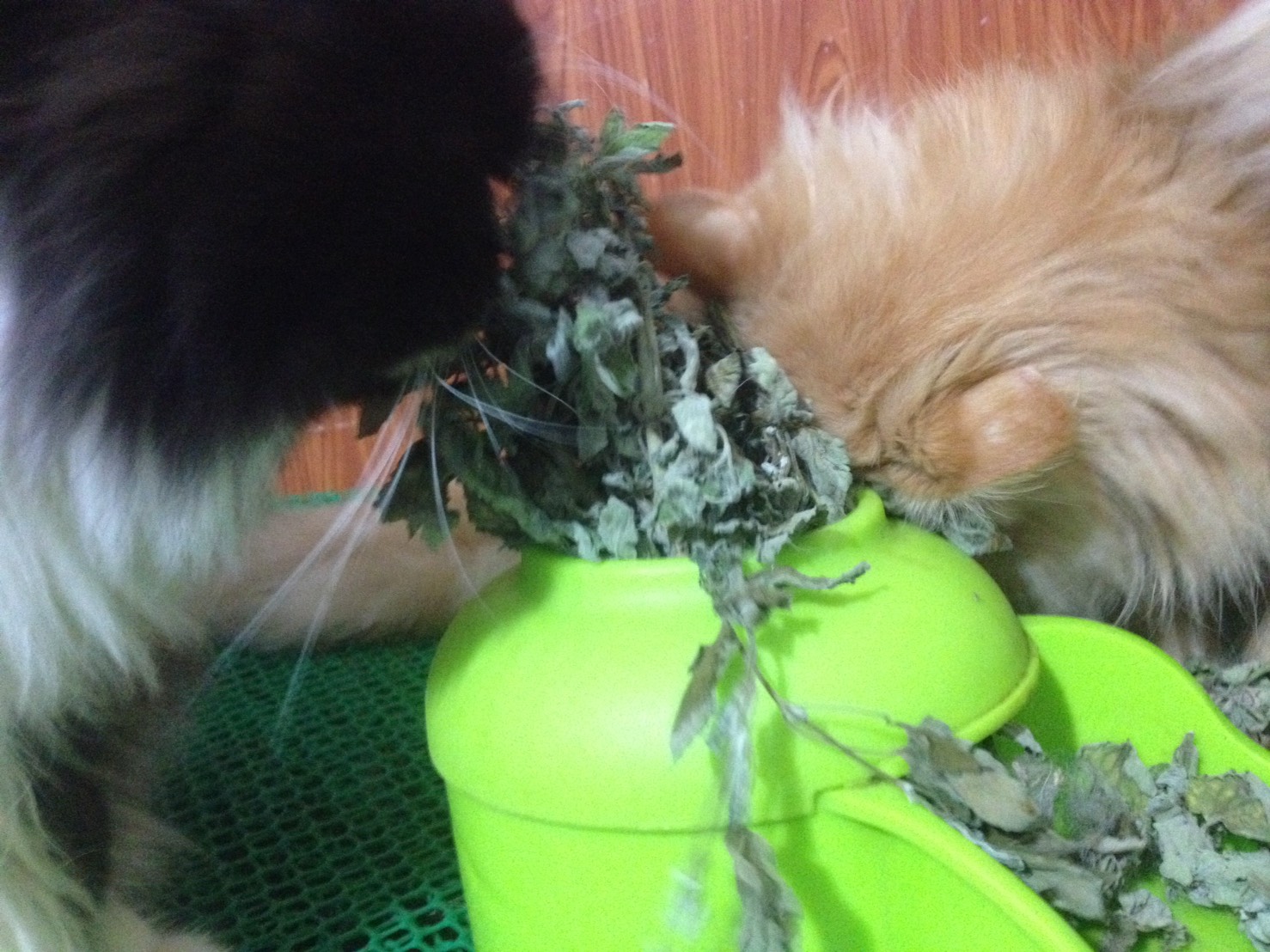 แคทนิป (catnip) สมุนไพรฟิน ๆ สำหรับเจ้าเหมียว