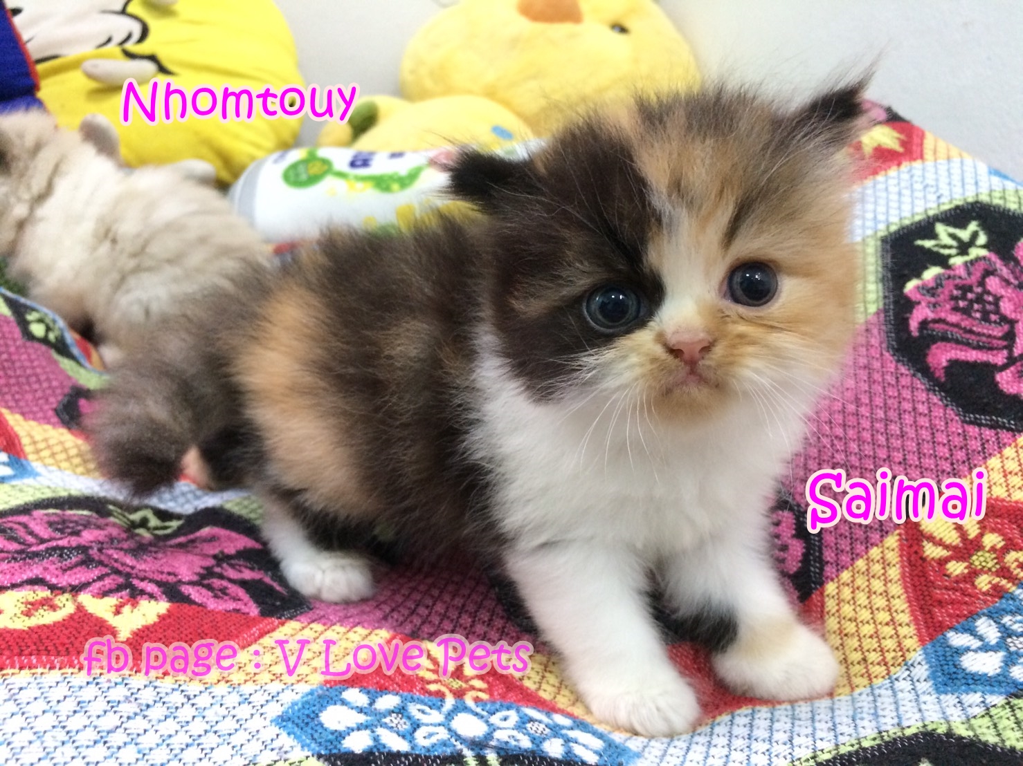 น้องแมวเปอร์เซีย ผู้หญิง