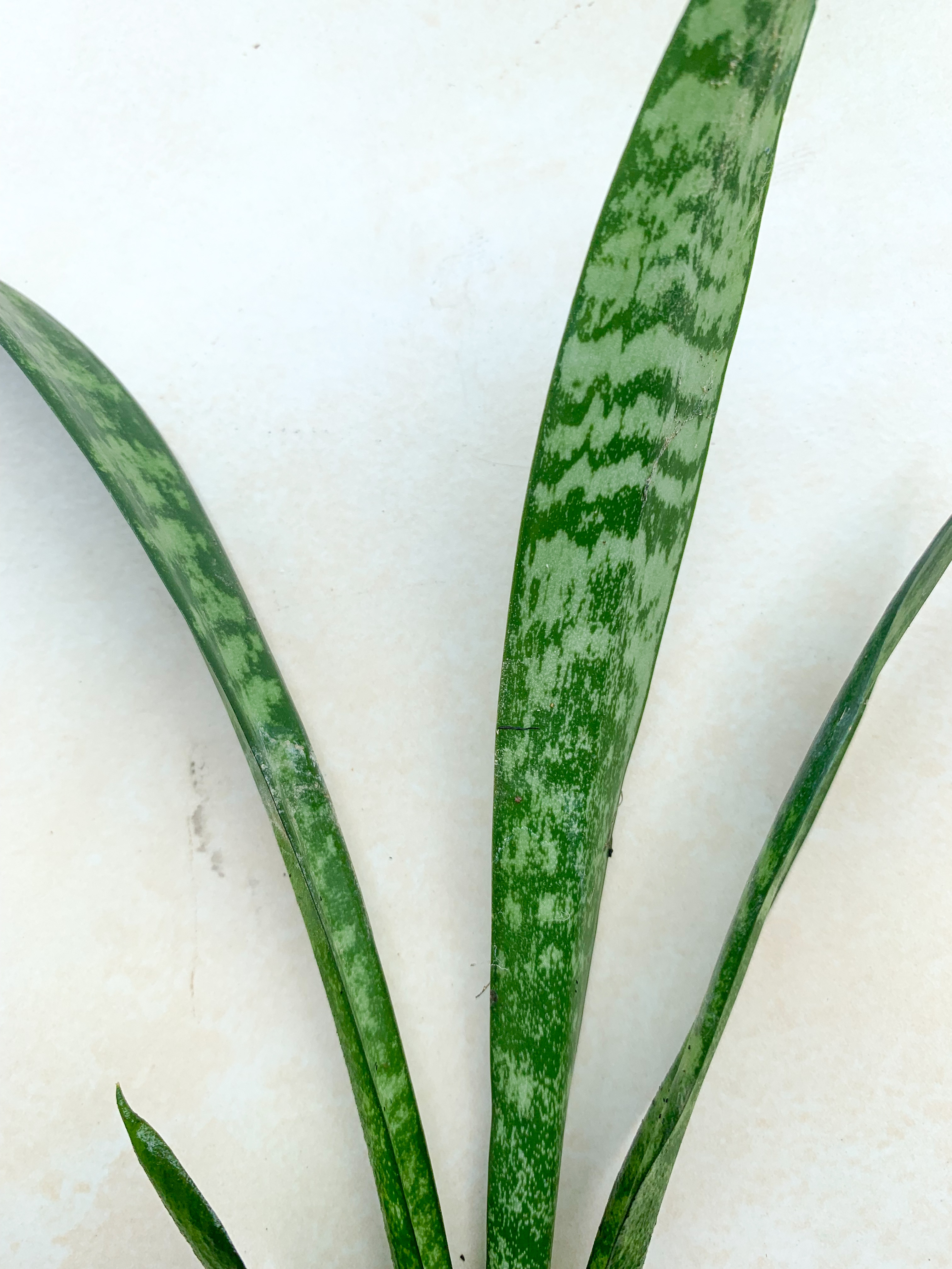 ลิ้นมังกรต้นเล็ก