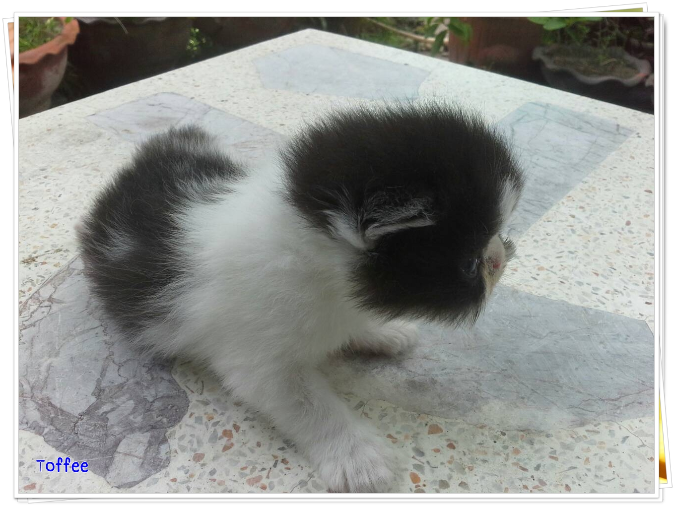 น้องแมวเปอร์เซียหน้าหล่น