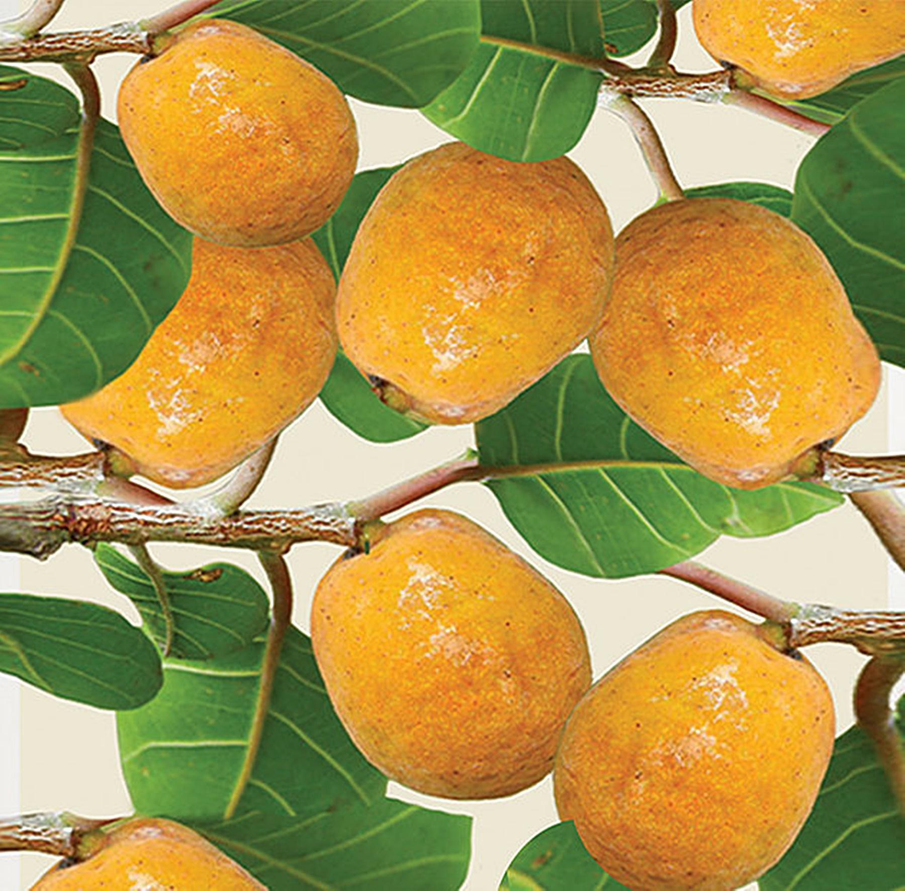 ✨ 9669 Lakoocha Extract : สารสกัดมะหาด (ชนิดน้ำ)