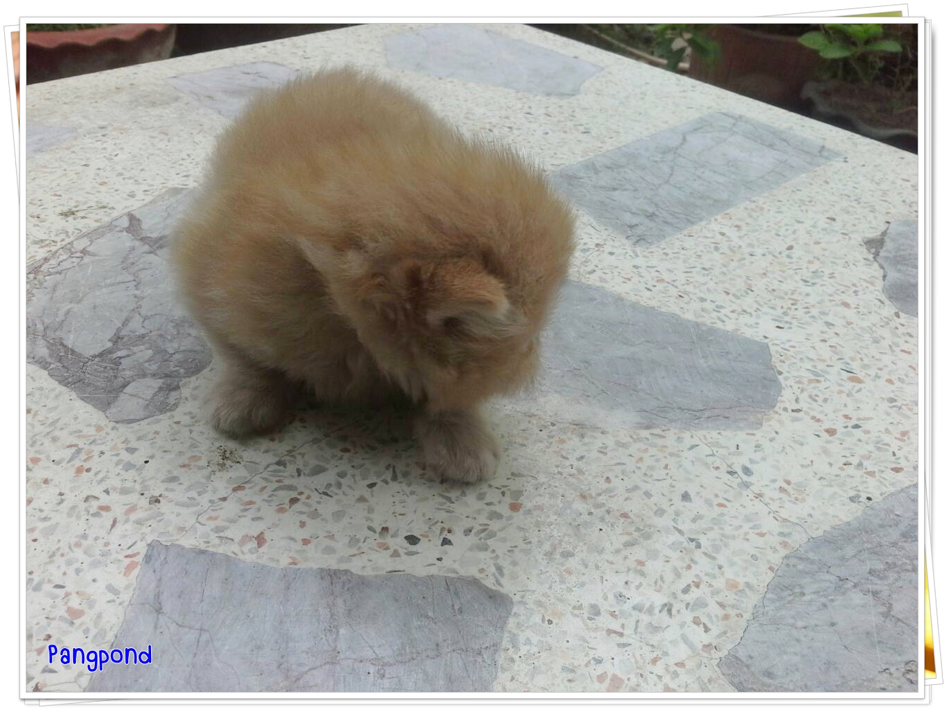 น้องแมวเปอร์เซียหน้าแบน