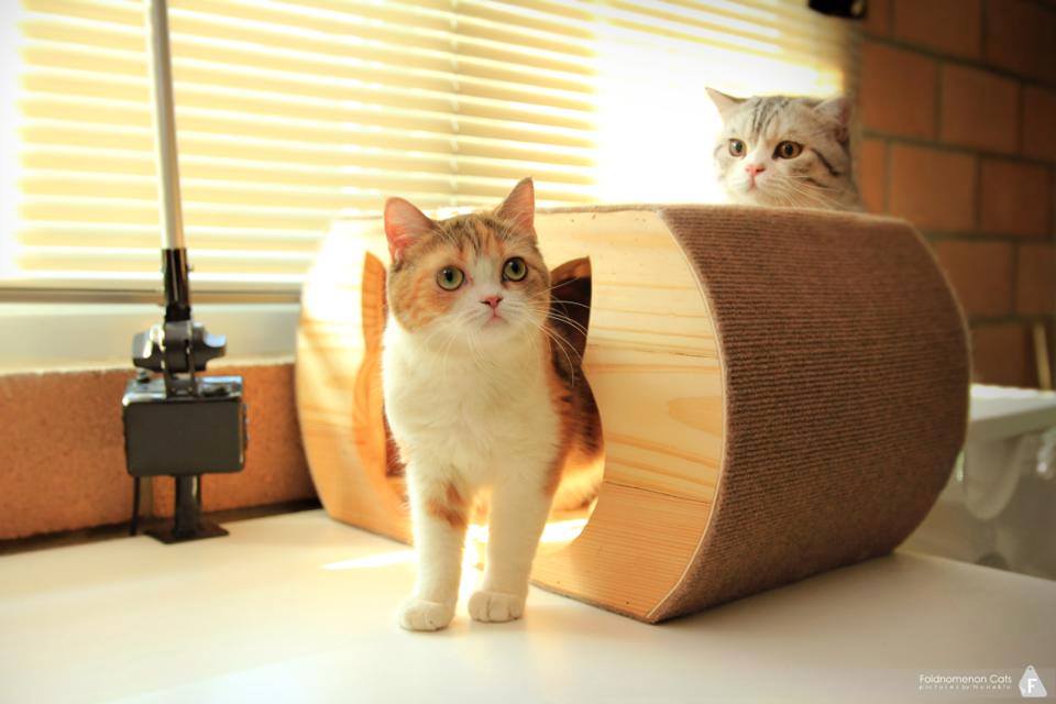 บ้านแมวหน้าแมว