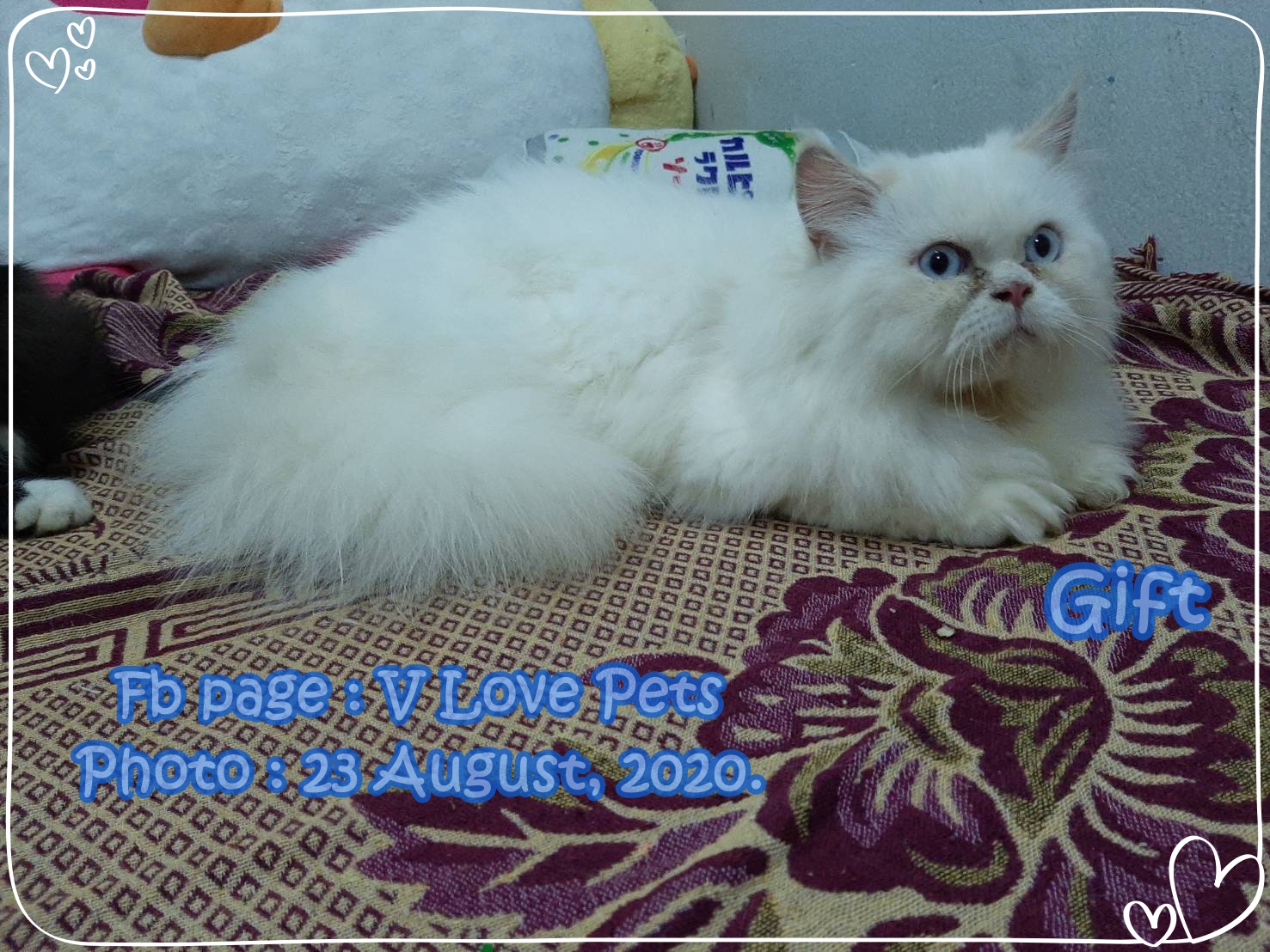 น้องกิ๊ฟ