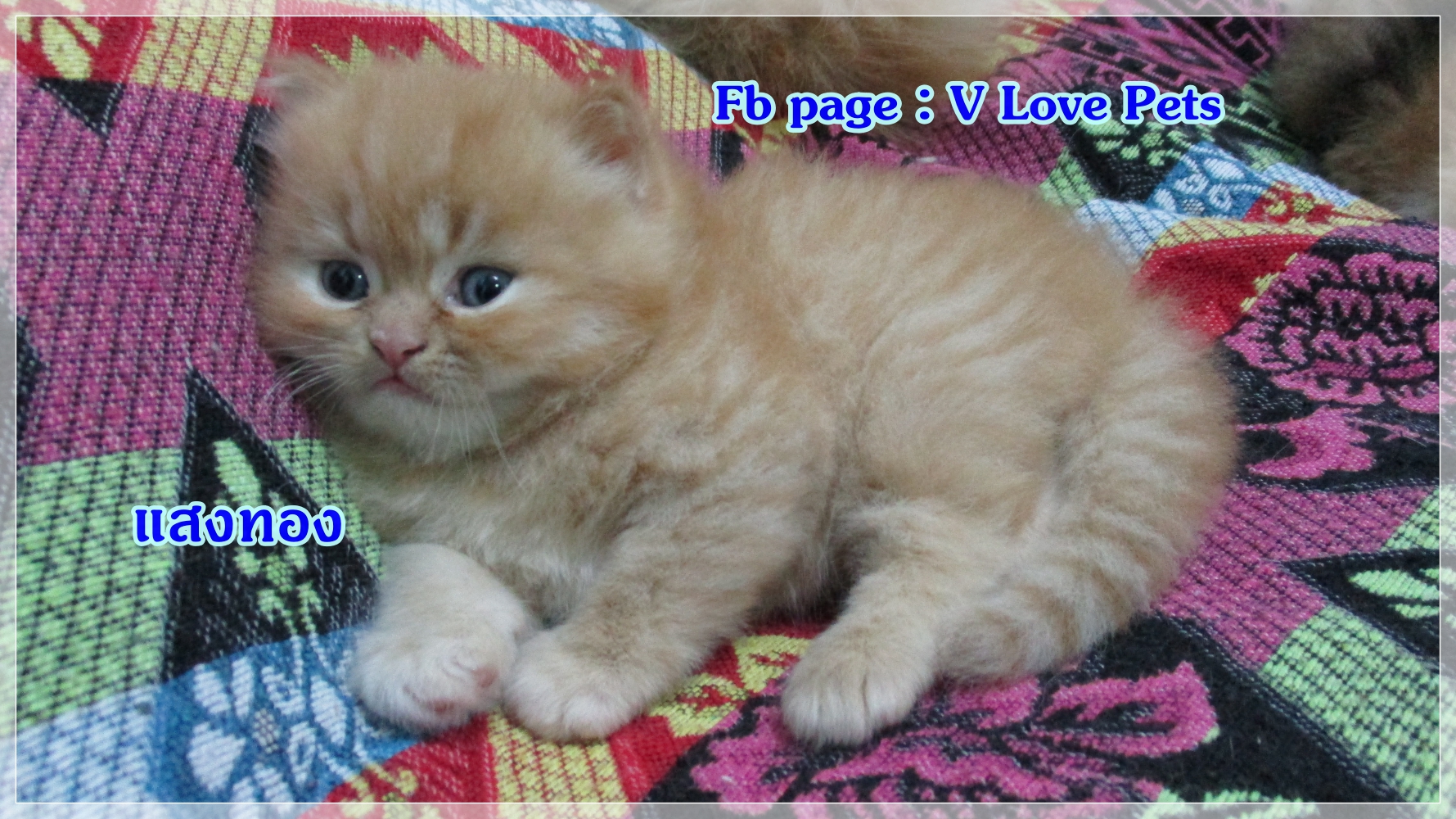 เปิดจอง "น้องแมวเปอร์เซีย ผู้ชาย สีส้ม Red Tabby"