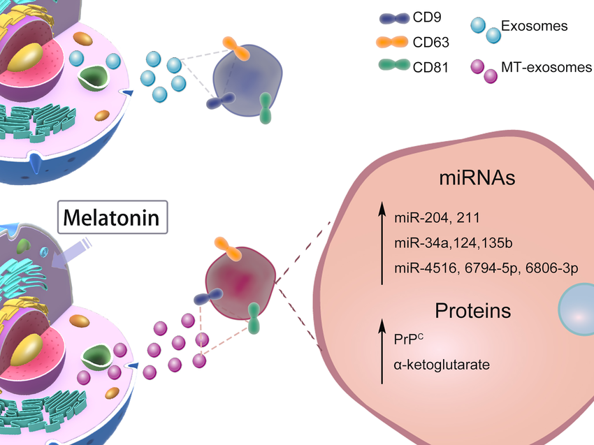 MT EXOXOMES Improve the therapeutic effect of MT-exosomes anti-inflammatory and antioxidant ,Brain, Liver and Kidney , Liver Cancer , Wound Healing in Diabetes