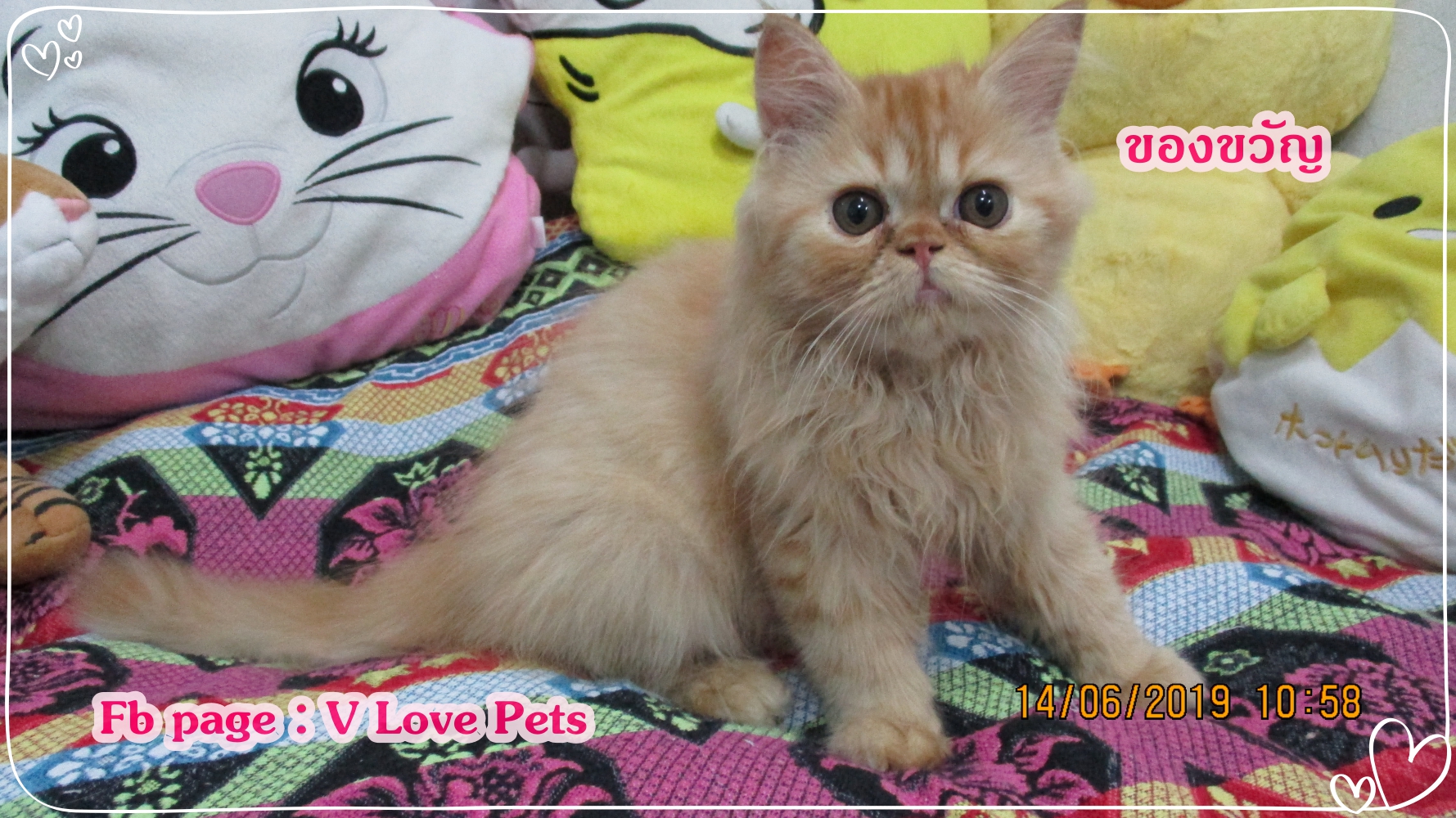 น้องของขวัญ